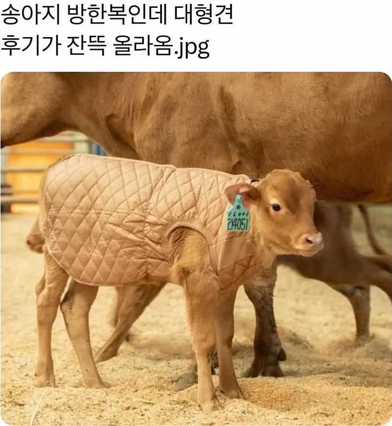 송아지 방한복 후기들