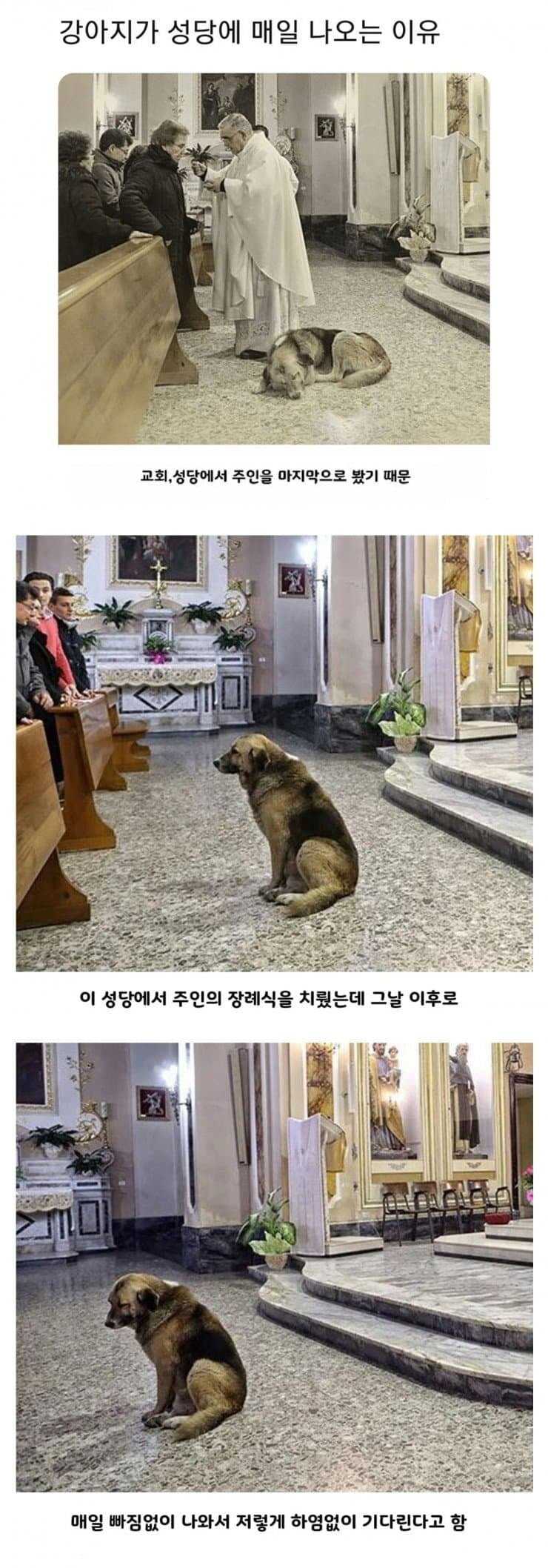 개가 매일 성당에 나오는 이유