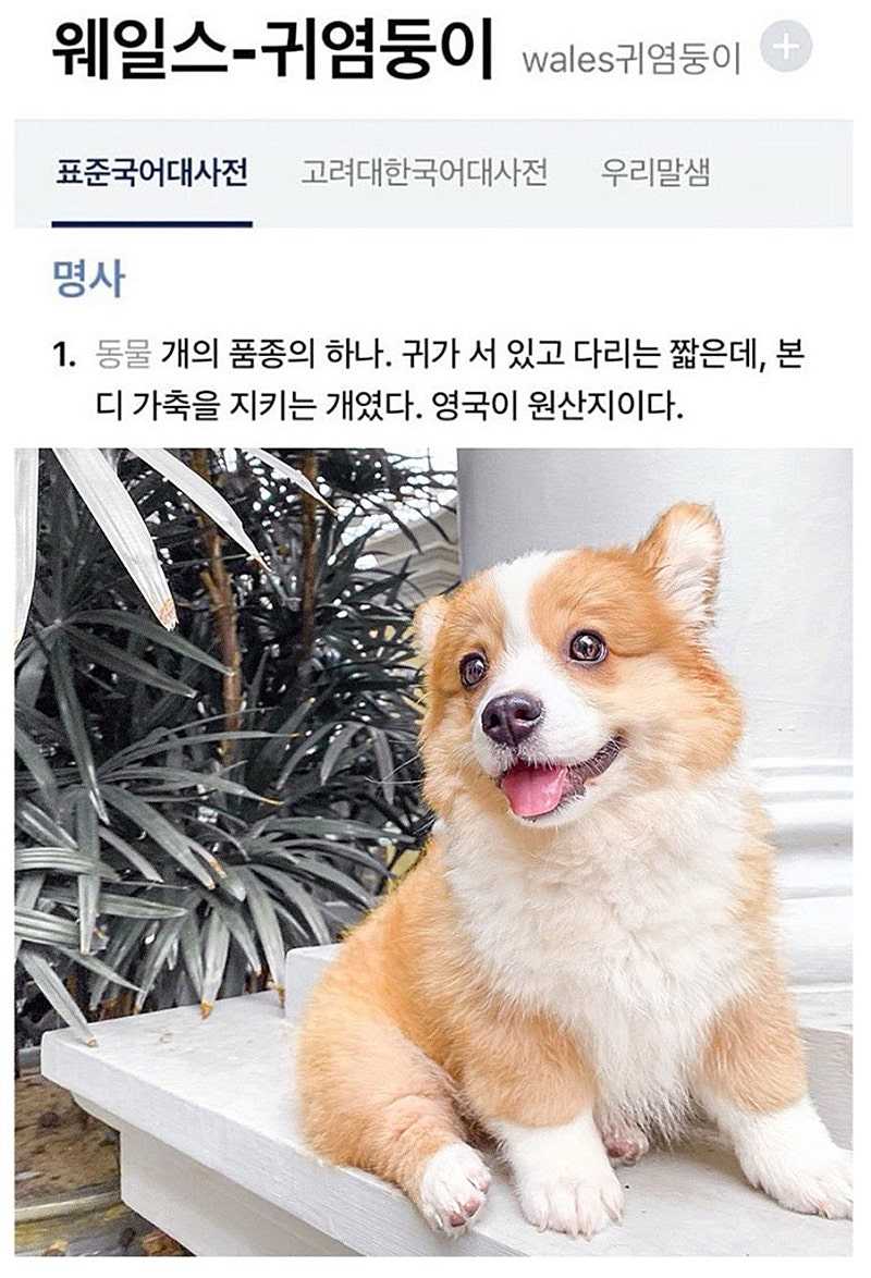 웰시코기의 한국어 정식 명칭