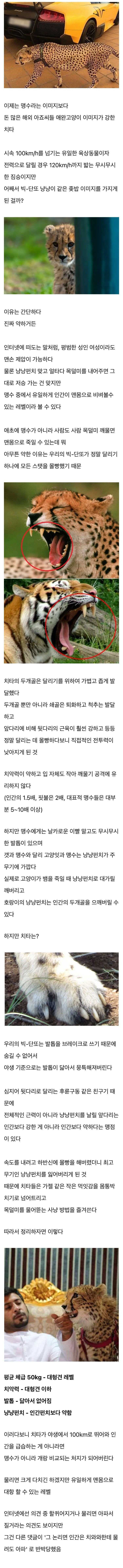 치타가 큰 고양이 수준으로 약한 이유